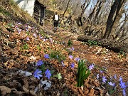 Monte Zucco ad anello ‘fiorito’ da S. Antonio via Sonzogno-26mar22 - FOTOGALLERY